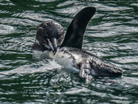 20140516085519-Galapagos_Penguin_Bathing_near_Elizabeth_Bay