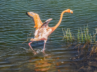 20140516145446-Great_Galapagos_Flamingo_on_Punta_Moreno-2