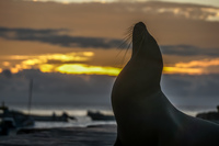 20140520175531-Sea_lion_sunset_near_San_Cristobal