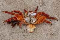 dead Sally Lightfoot Crab Grapsus Grapsus Puerto Ayora, Galapagos, Ecuador, South America