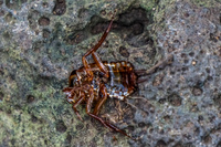 dead giant beetle Puerto Velasco Ibarra, Galapagos, Ecuador, South America