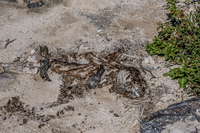 Dead baby sea lion in sombre chino Sombrero Chino, Rabida, Galapagos, Ecuador, South America
