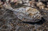 Dead Fish Isla Santiago, Galapagos, Ecuador, South America