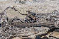 Dead marine iguana on Fernandina Fernandina Island, Galapagos, Ecuador, South America