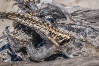 Dead marine iguana on Fernandina Fernandina Island, Galapagos, Ecuador, South America