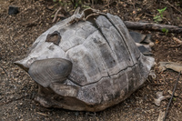 20140515142813-Dead_giant_tortoise_on_Urbina_Bay