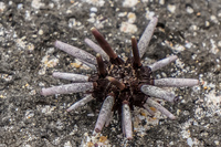 Sea Urchin Puerto Ayora, Galapagos, Ecuador, South America