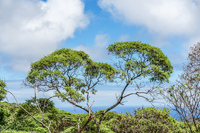 Floreana Landscape Puerto Velasco Ibarra, Galapagos, Ecuador, South America