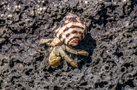 20140513093152-Hermit_Crab_in_Sombre_Chino