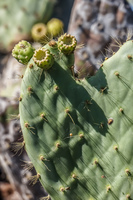 cactus flower Sombrero Chino, Rabida, Galapagos, Ecuador, South America