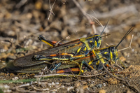 20140514155540-Grasshopper_mating_on_James_Bay