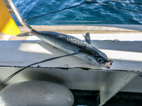 Flying fish near Fernandina Fernandina Island, Galapagos, Ecuador, South America