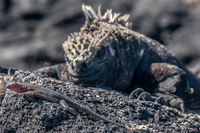 enemy from behind Fernandina Island, Galapagos, Ecuador, South America