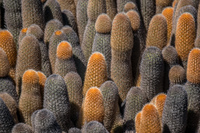 orange cactus Fernandina Island, Galapagos, Ecuador, South America
