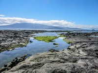 Isla Fernandina Fernandina Island, Galapagos, Ecuador, South America