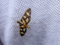 Moth near Sierra Negra Isabella, Galapagos, Ecuador, South America