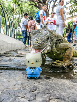 Iguana In Guayaquil attack Hello Kitty Guayaquil, Ecuador, South America