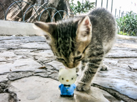 20140507115310-Kitty_and_Hello_Kitty_in_Simon_Bolivar_Park