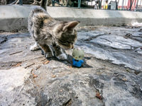 20140507115620-Kitty_and_Hello_Kitty_in_Simon_Bolivar_Park