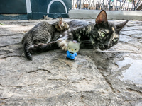 20140507120240-Kitty_and_Hello_Kitty_in_Simon_Bolivar_Park