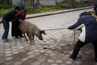 pig wristling Saquisilí,  Cotopaxi,  Ecuador, South America