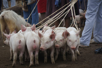 Piglets onsale Saquisilí,  Cotopaxi,  Ecuador, South America