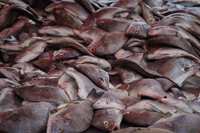 Fish before Chantilin,  Saquisilí,  Cotopaxi,  Ecuador, South America