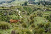 Quilotoa lake Latacunga, Quilotoa,  Cotopaxi,  Ecuador, South America