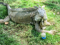 20140507113613-Iguana_In_Guayaquil_attack_Hello_Kitty