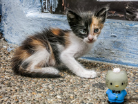 Kitty and Hello Kitty in Las Penas Guayaquil, Ecuador, South America