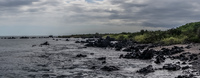 Urbina Bay Fernandina Island, Galapagos, Ecuador, South America