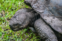 Giant Tortoise of Floreana Puerto Velasco Ibarra, Galapagos, Ecuador, South America