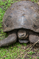 Giant Tortoise of Floreana Puerto Velasco Ibarra, Galapagos, Ecuador, South America