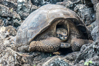 Geochelone Elephantopus Puerto Velasco Ibarra, Galapagos, Ecuador, South America