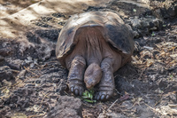 Giant Tortoise of Darwin Station Puerto Ayora, Galapagos, Ecuador, South America