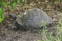 Giant tortoise of Urbina Bay Fernandina Island, Galapagos, Ecuador, South America