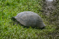 Giant Tortoise bredding center near Santa Cruz Highland Puerto Ayora, Galapagos, Ecuador, South America