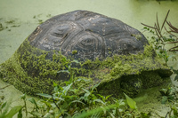 Giant Tortoise bredding center near Santa Cruz Highland Puerto Ayora, Galapagos, Ecuador, South America