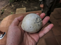turtle egg Baquerizo Moreno, El Progreso, El Junco, Puerto China, Galapagos, Ecuador, South America