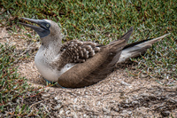 blue footed boobies Puerto Ayora, Galapagos, Ecuador, South America