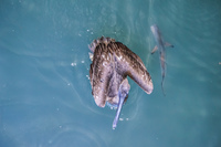 Shark and Pelican near Puerto Ayora Harbour Guayaquil, Puerto Ayora, Galapagos, Ecuador, South America