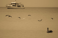 Brown Pelican Puerto Ayora, Galapagos, Ecuador, South America