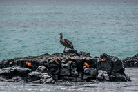 Pelican and crabs Puerto Ayora, Galapagos, Ecuador, South America