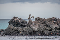 Brown Pelican flying Landing Puerto Ayora, Galapagos, Ecuador, South America