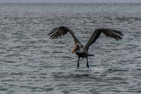 Brown Pelican flying Landing Puerto Ayora, Galapagos, Ecuador, South America