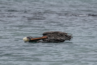 Brown Pelican flying Landing Puerto Ayora, Galapagos, Ecuador, South America