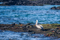 Brown Pelican  on Fernandina Fernandina Island, Galapagos, Ecuador, South America