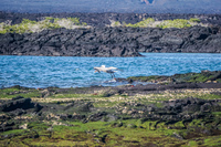 Brown Pelican  on Fernandina Fernandina Island, Galapagos, Ecuador, South America