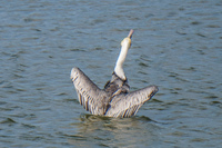 Brown Pelican of Punta Moreno Isabella, Galapagos, Ecuador, South America