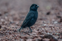 Medium ground finch Puerto Velasco Ibarra, Galapagos, Ecuador, South America